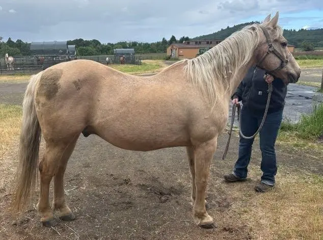 Right side of horse