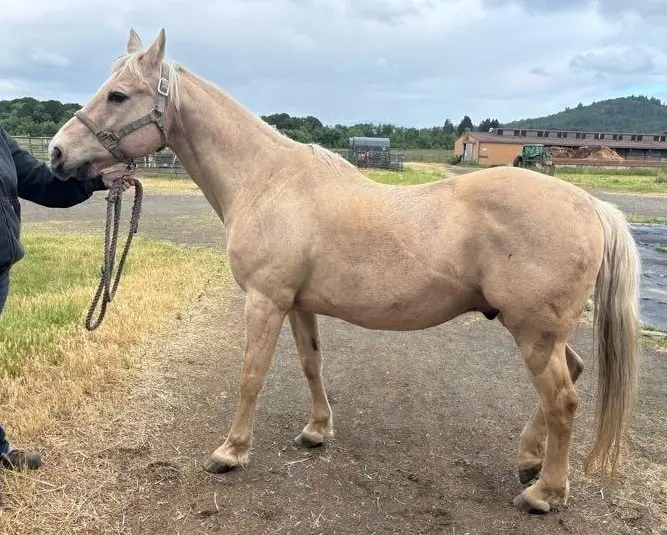 Left side of horse
