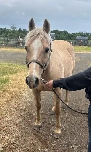 Front of horse